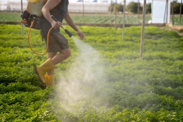 Best Ant Control Services  in Pacifi, CA