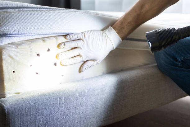 Best Affordable Pest Control Services  in Pacifi, CA