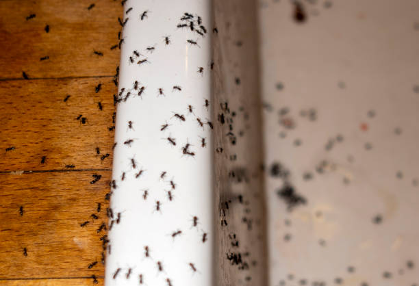 Trusted Pacifica, CA Pest Control Experts
