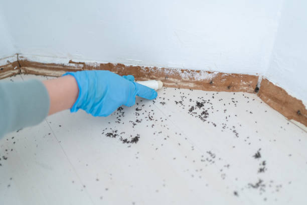 Best Wasp Removal Services  in Pacifi, CA